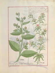 Ilustración del Libro de Medicinas Simples de Mattheaus Platearius